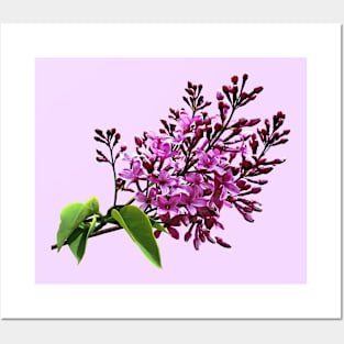 Lilacs Starting to Open Posters and Art